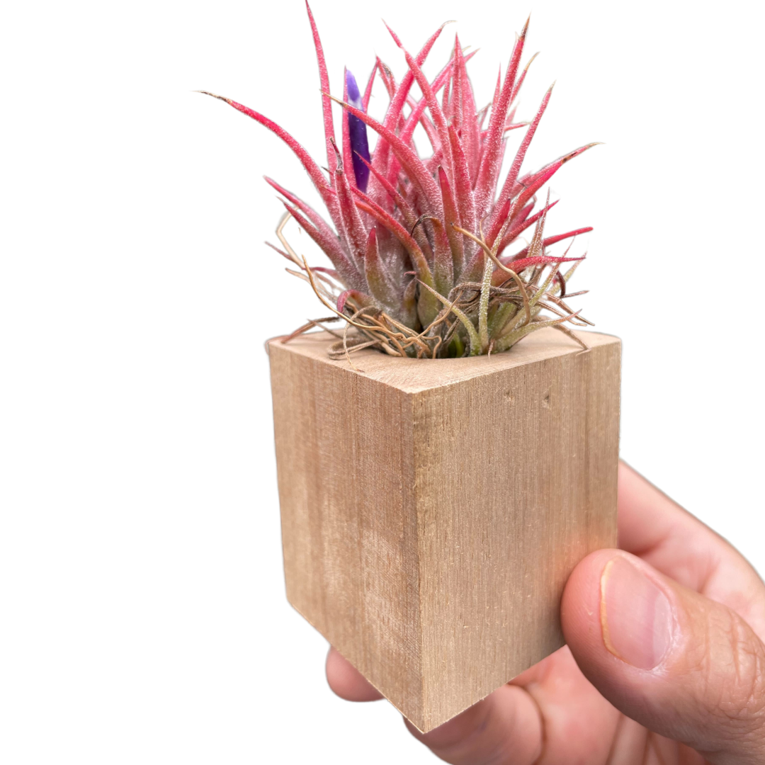 Air Plant Ionantha in Magnetic Wood Planter