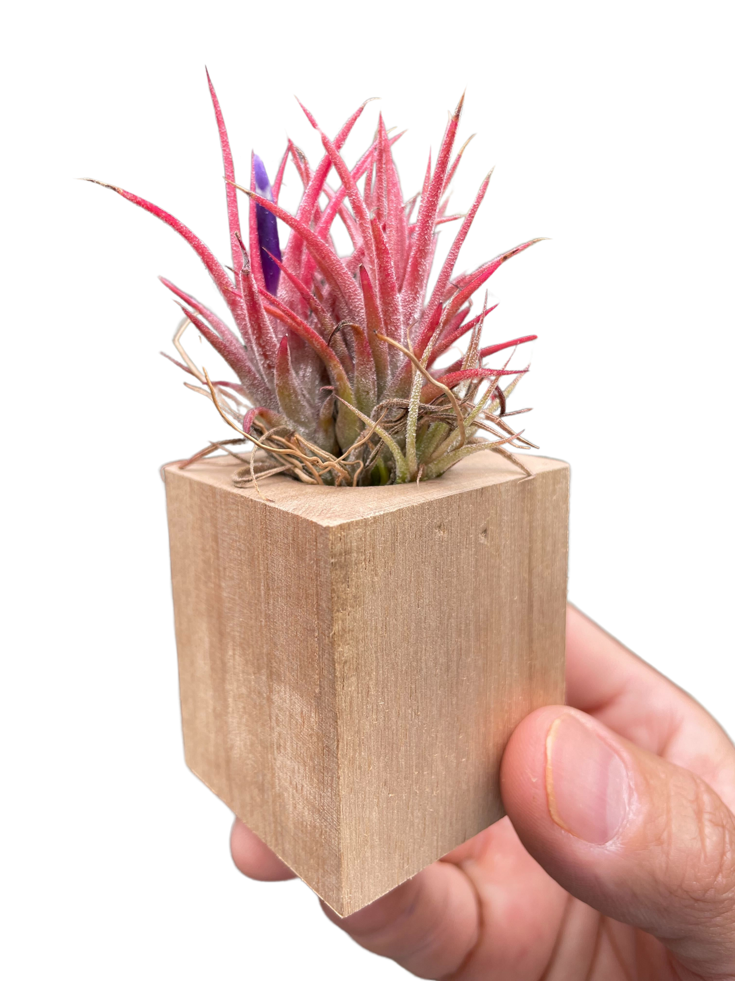 Air Plant Ionantha in Magnetic Wood Planter