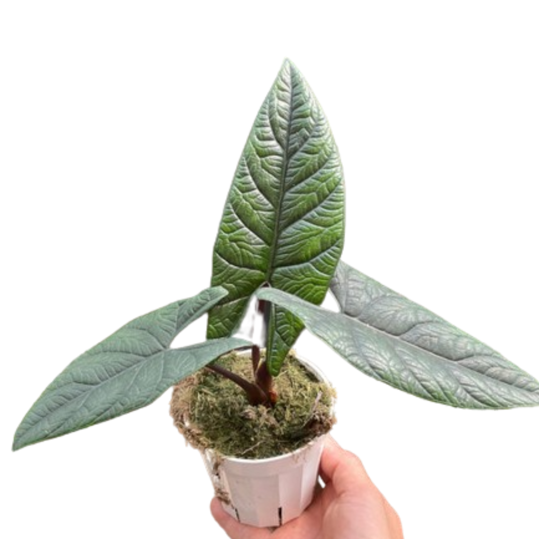 Alocasia scalprum