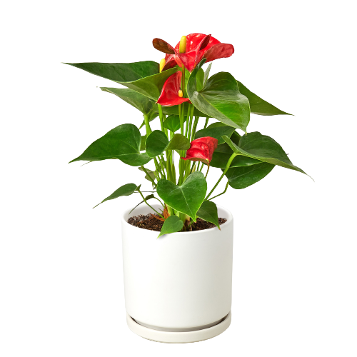 Flamingo Lily Red