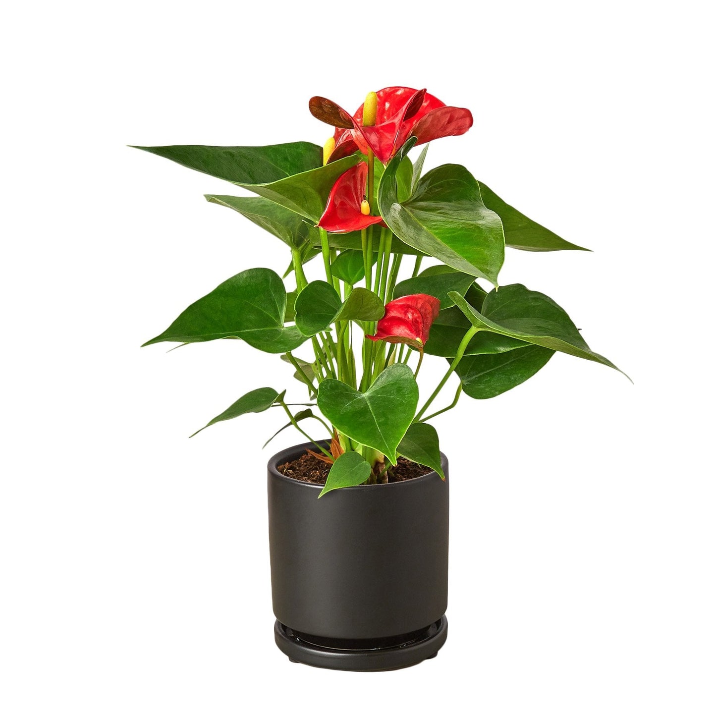 Flamingo Lily Red