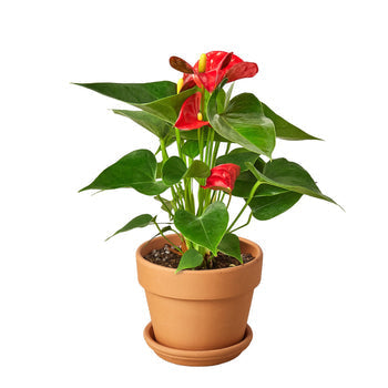 Flamingo Lily Red