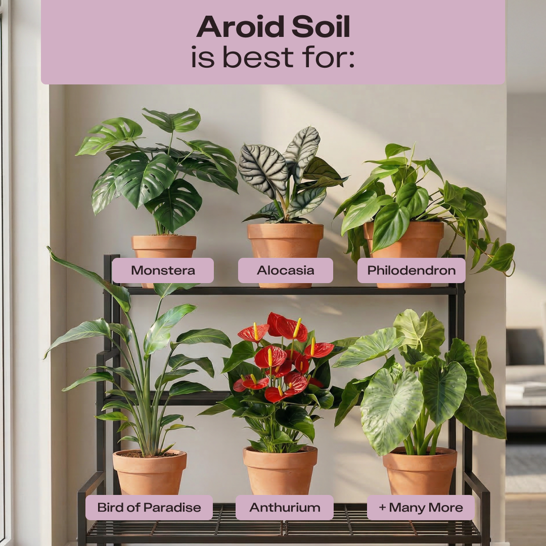 Aroid Soil