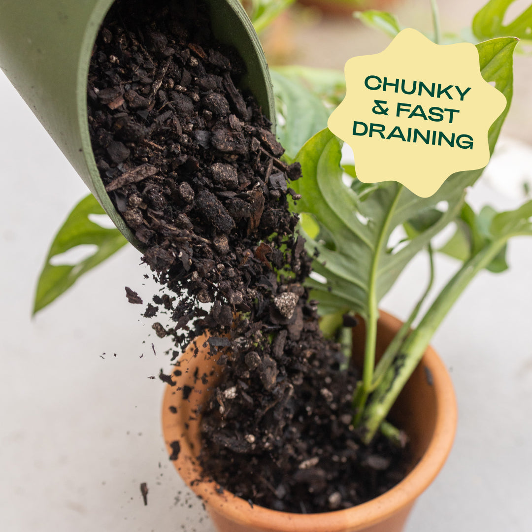 Aroid Soil