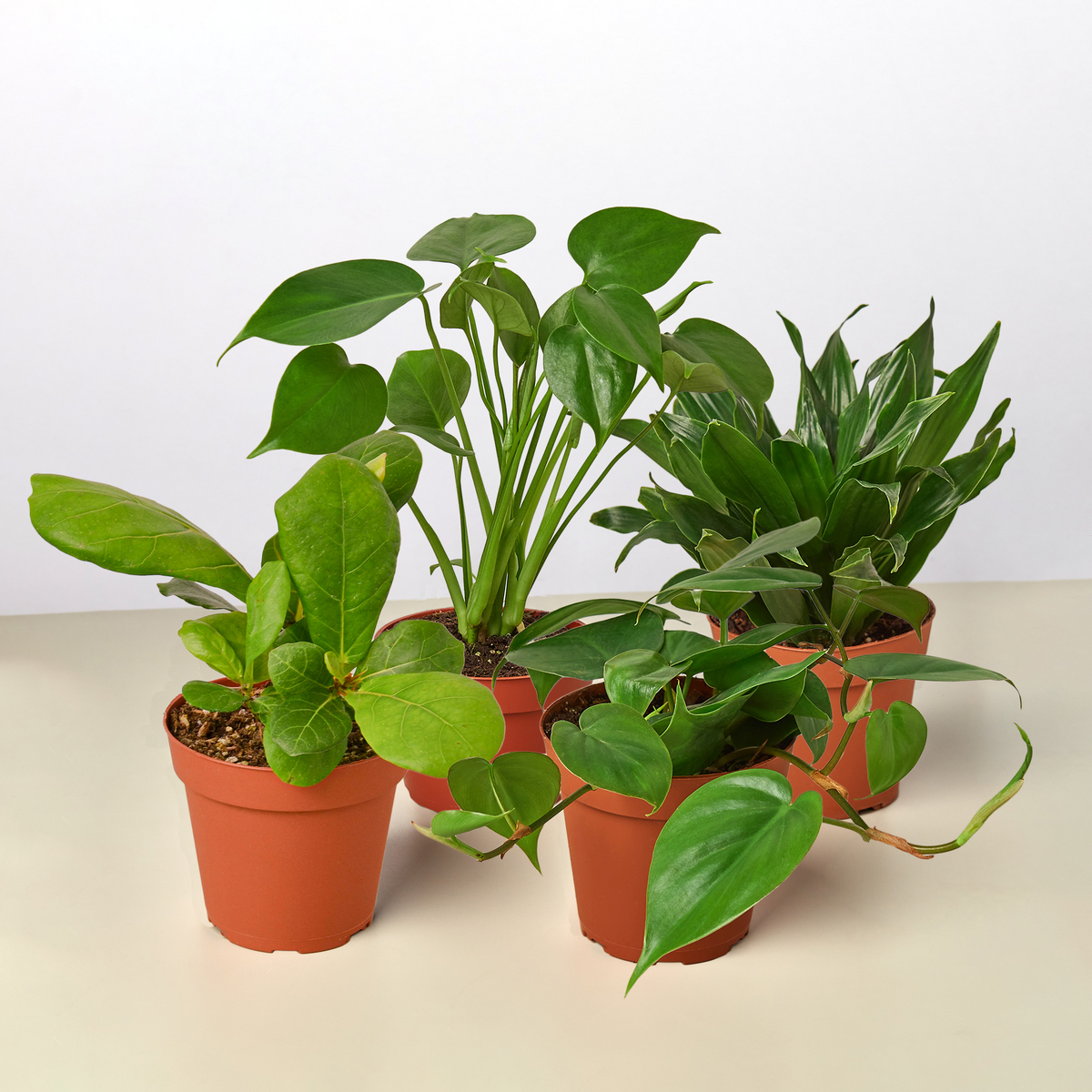 Plant Bundle