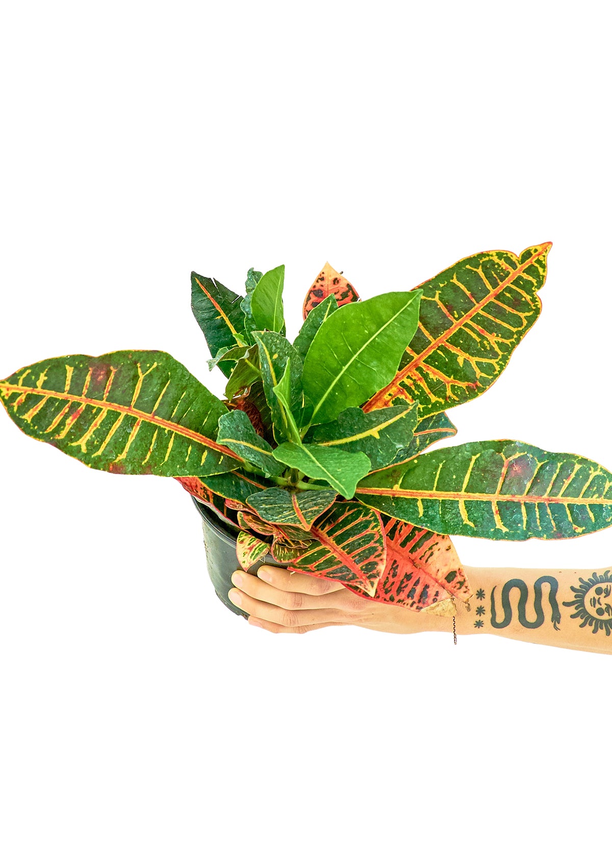 Croton 'Petra'