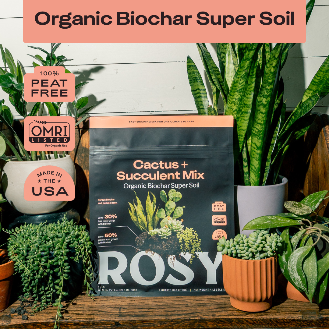 Cactus & Succulent Soil
