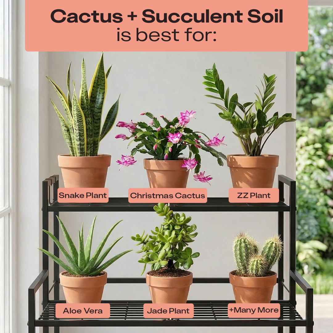 Cactus & Succulent Soil
