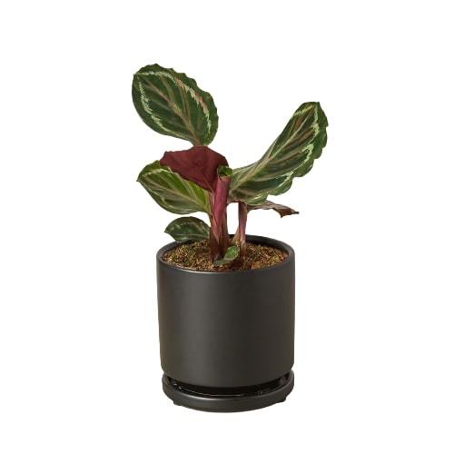 Calathea 'Medallion'