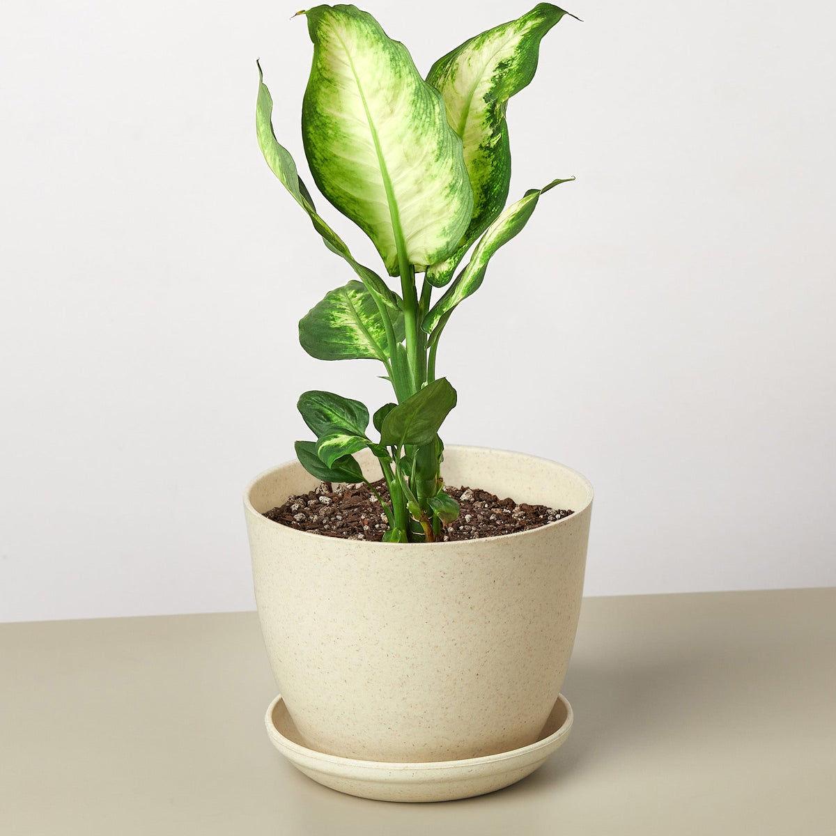 Dieffenbachia Camilla