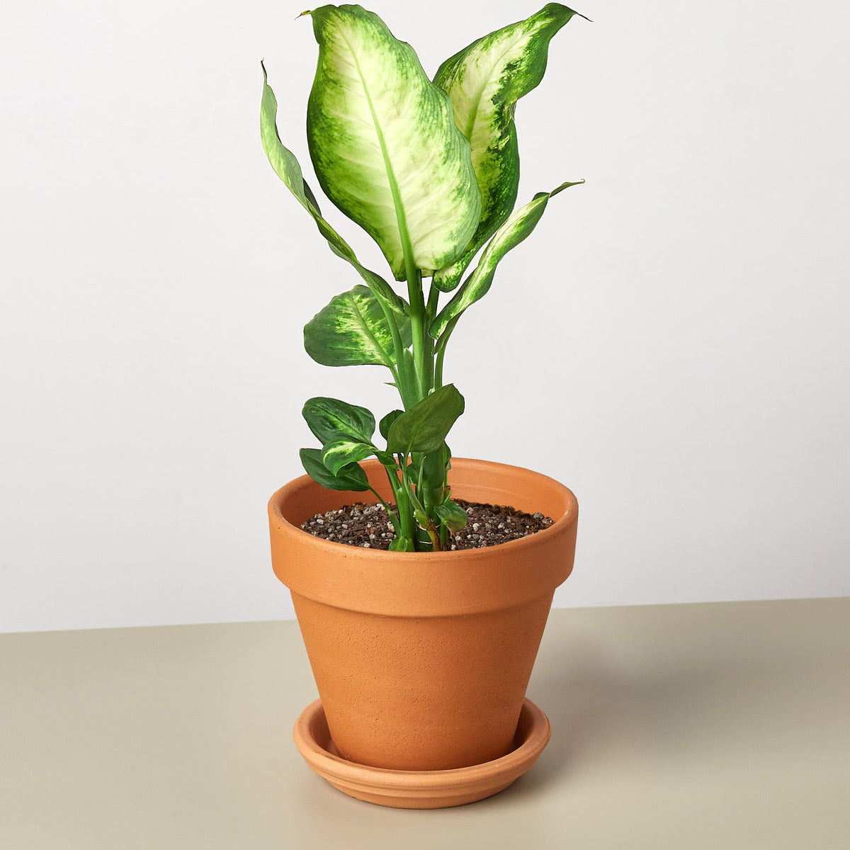 Dieffenbachia Camilla