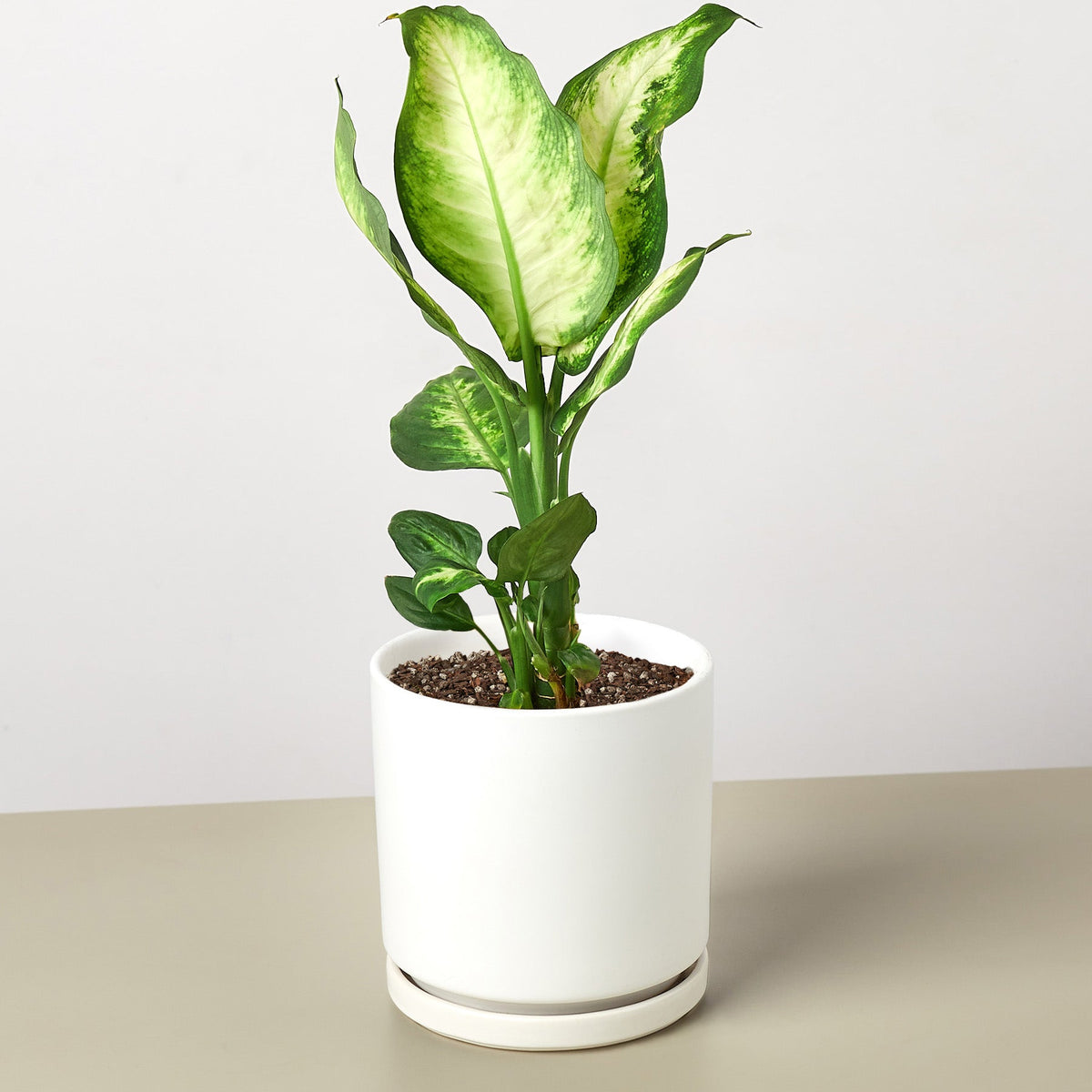 Dieffenbachia Camilla