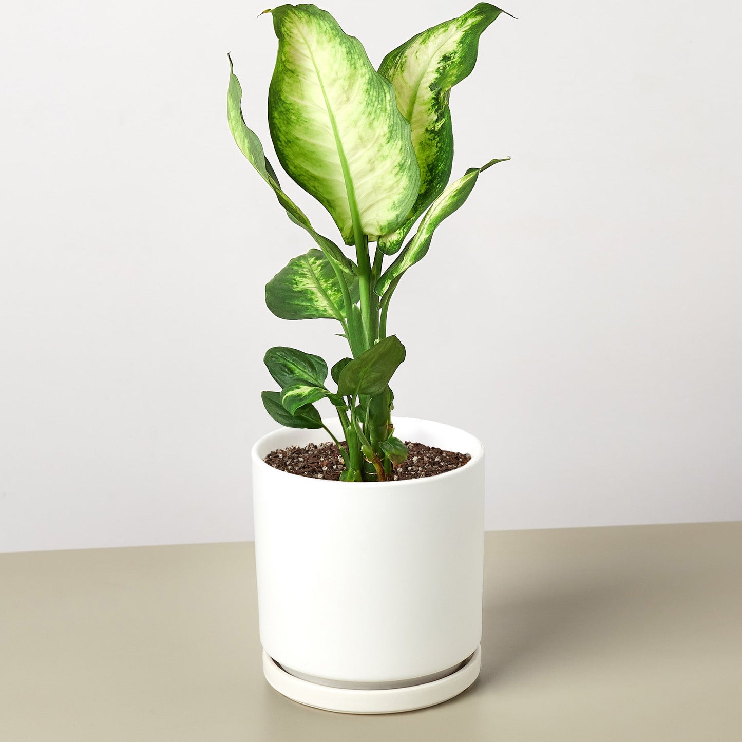 Dieffenbachia Camilla