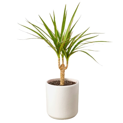 Dragon tree