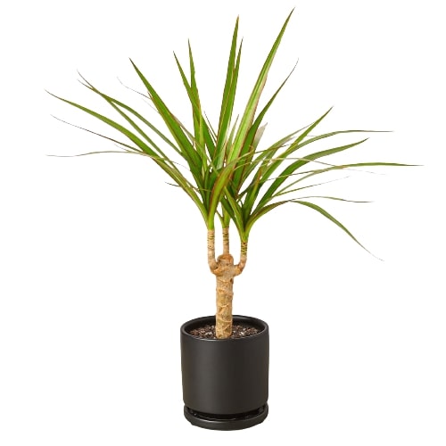 Dragon tree