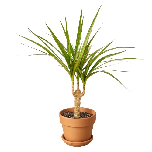 Dragon tree
