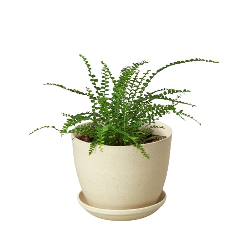 Lemon Button Fern 'Duffi'