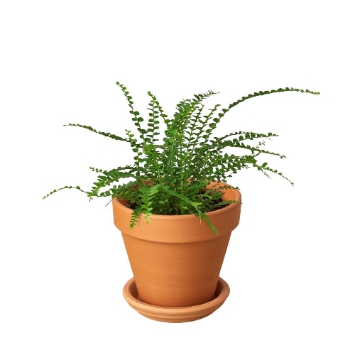 Lemon Button Fern 'Duffi'