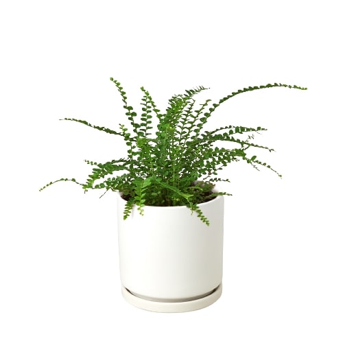 Lemon Button Fern 'Duffi'