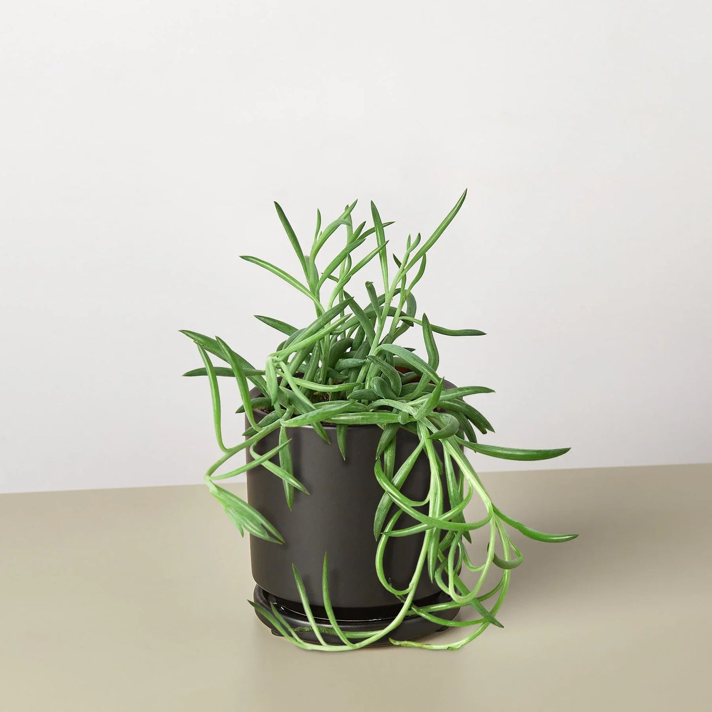 String of fish hooks