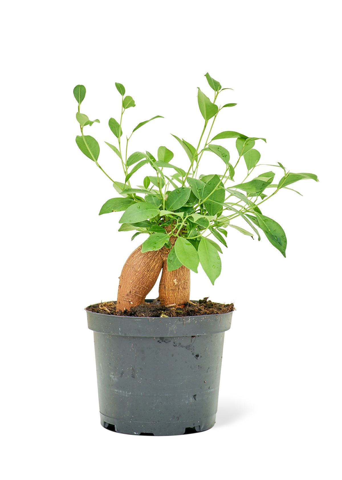 Ficus 'Ginseng'