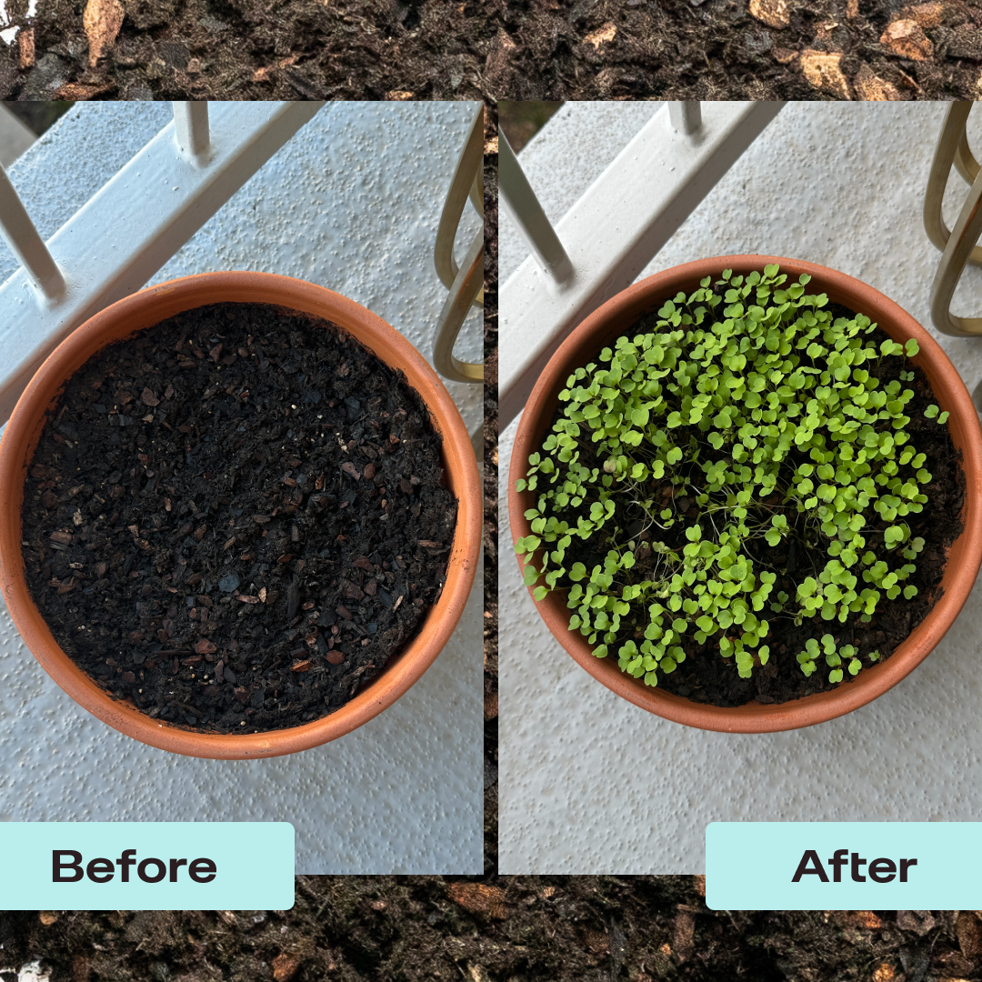 Herb Soil