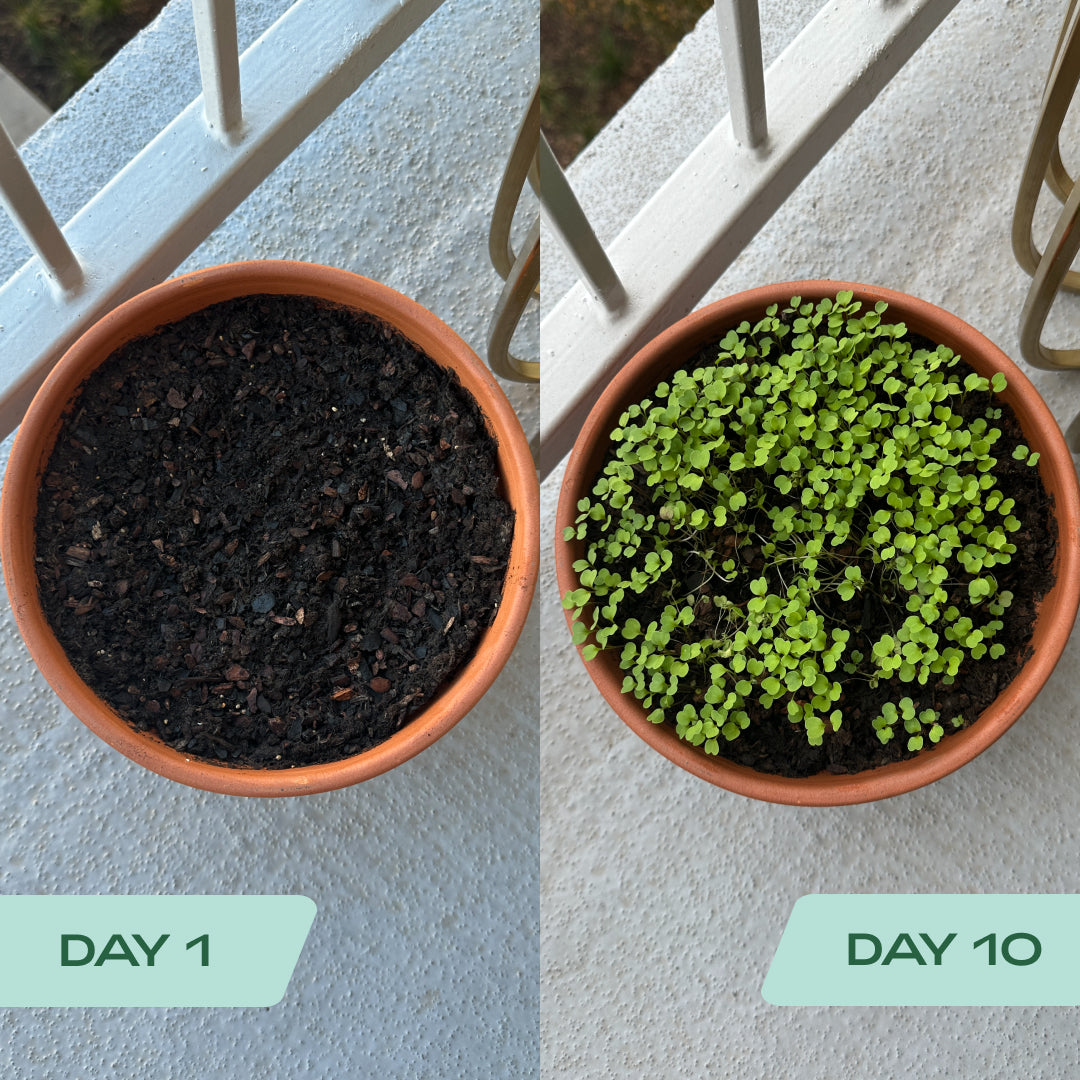 Herb Soil