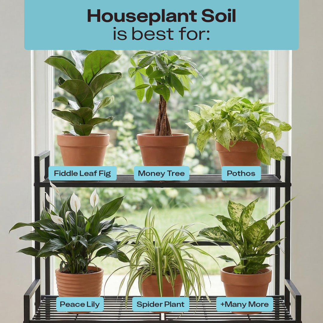 Houseplant Soil