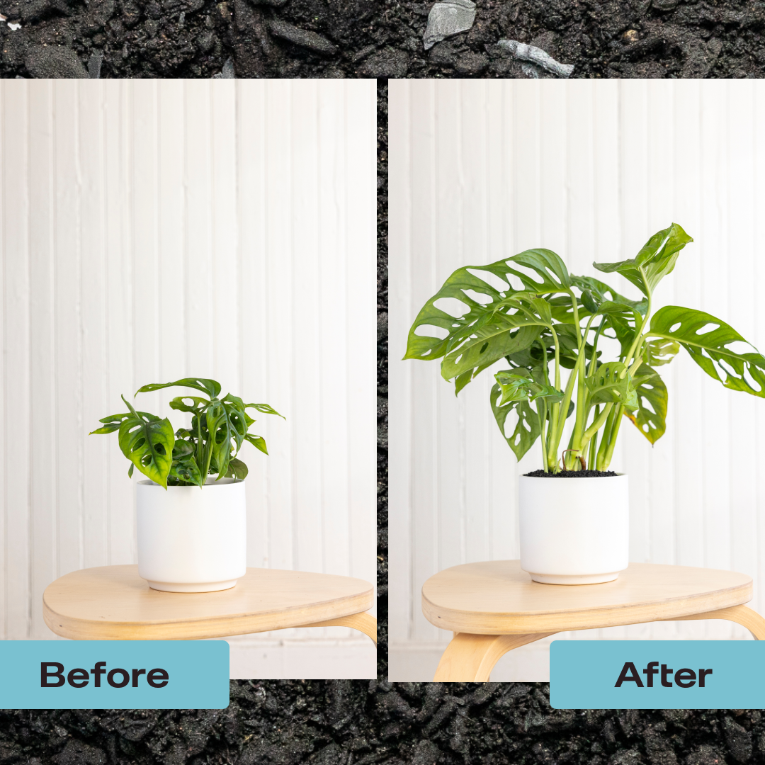 Houseplant Soil