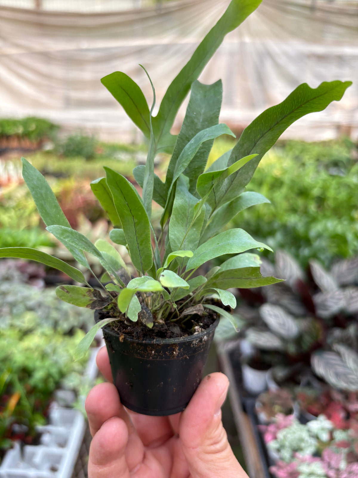 Blue Star Fern