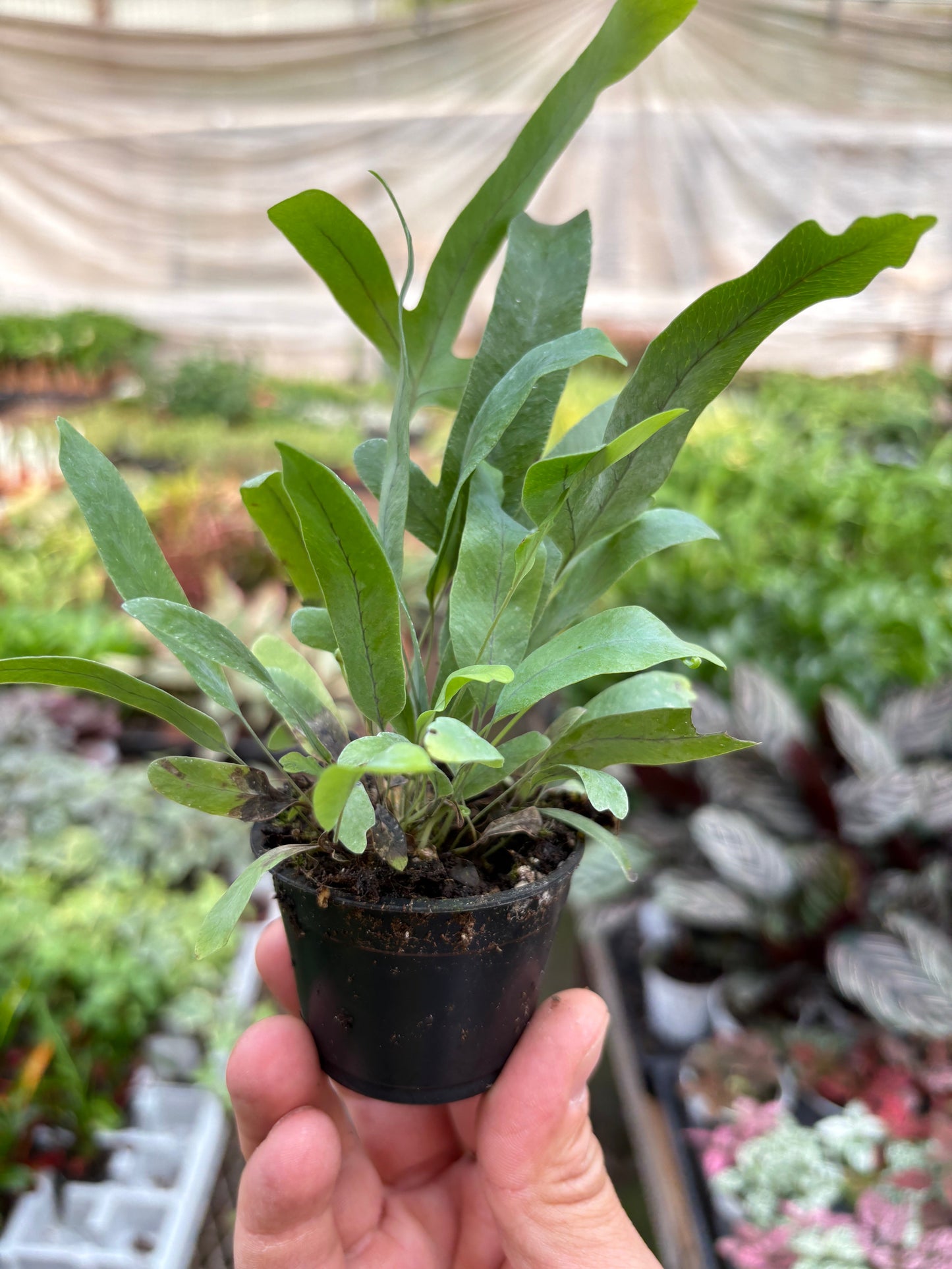 Blue Star Fern