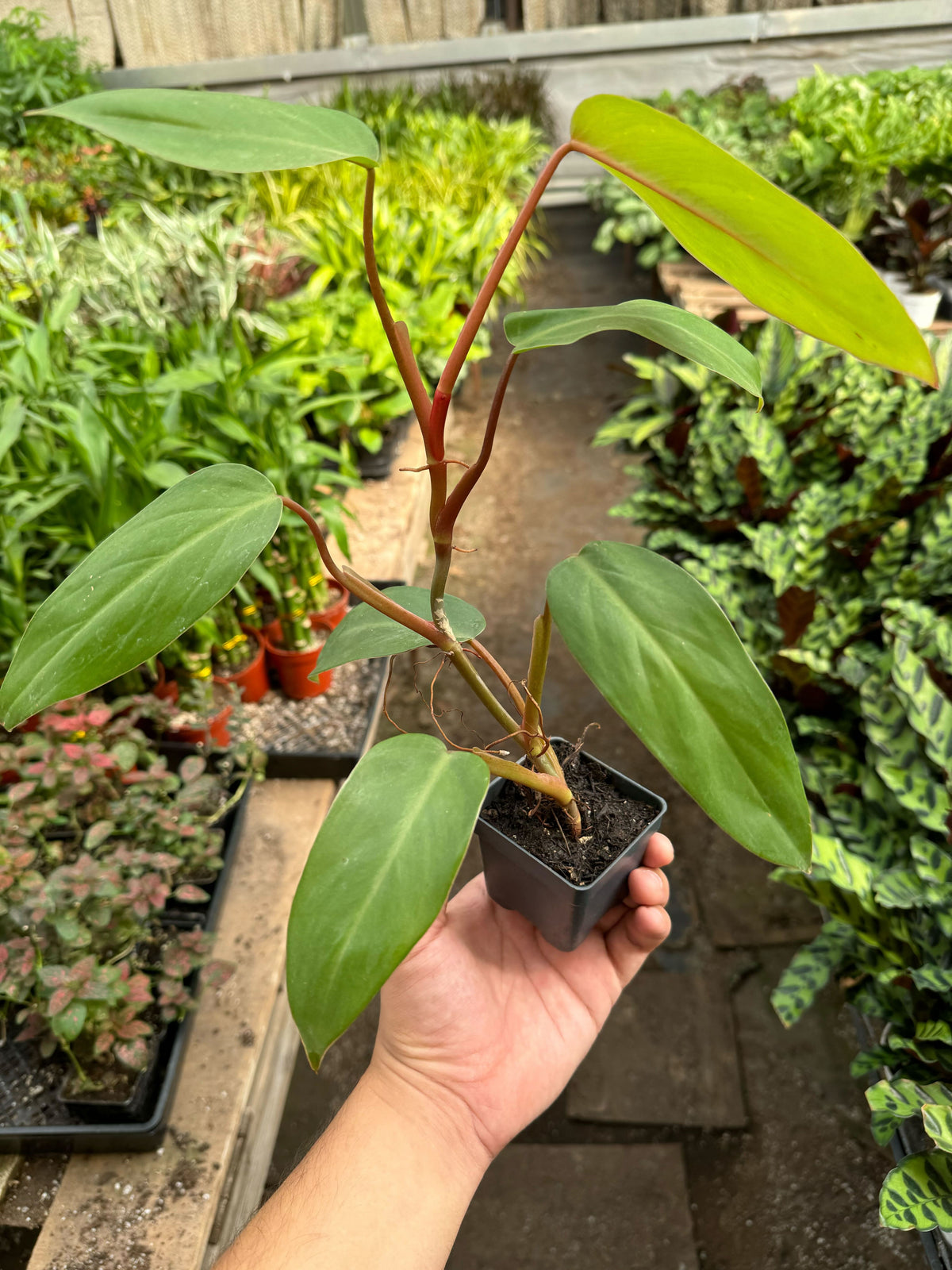 Philodendron 'Red Emerald'