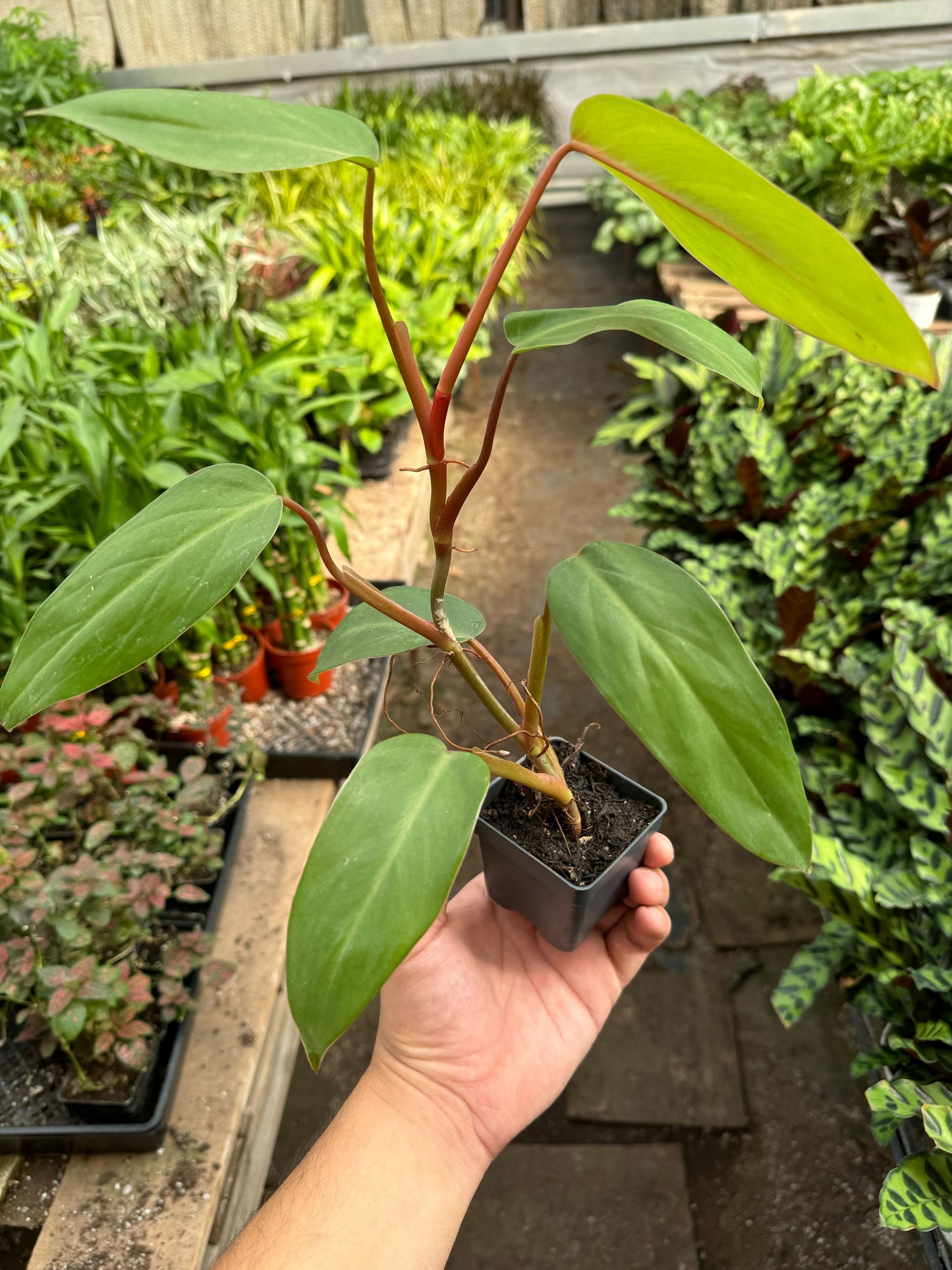 Philodendron 'Red Emerald'