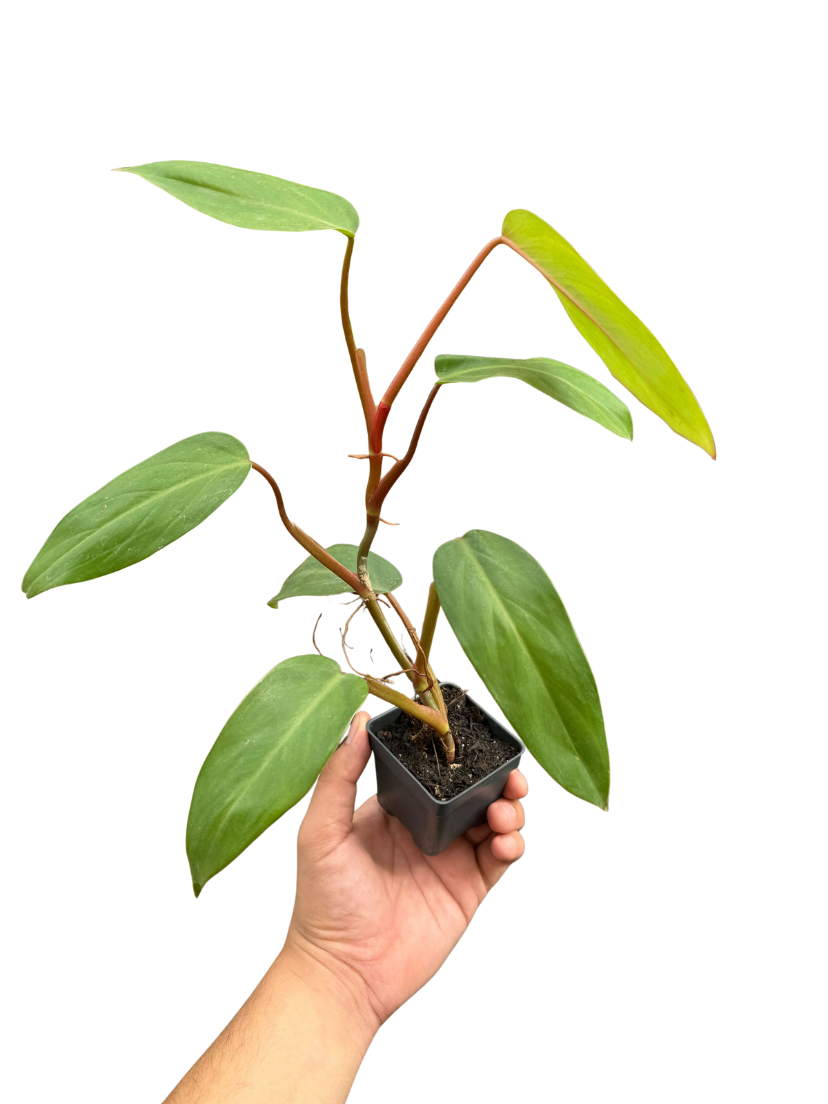 Philodendron 'Red Emerald'