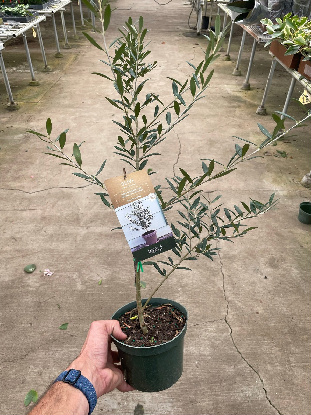 Olive Tree