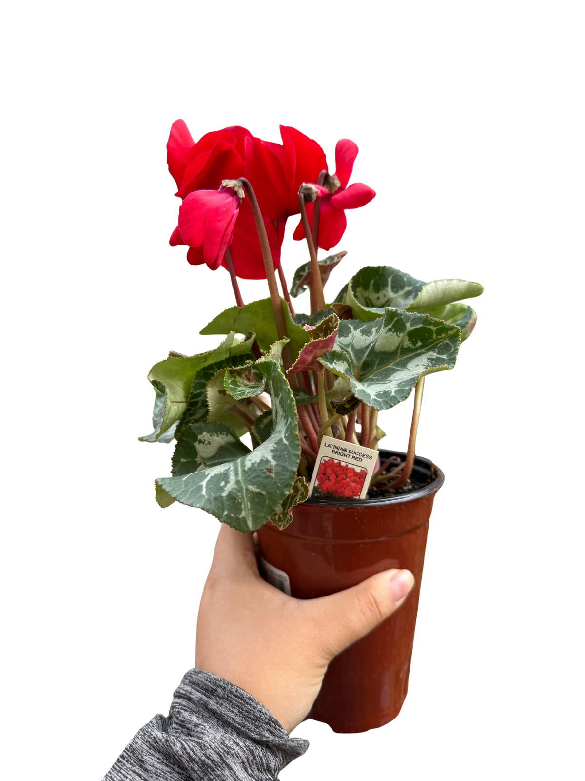 Cyclamen Red