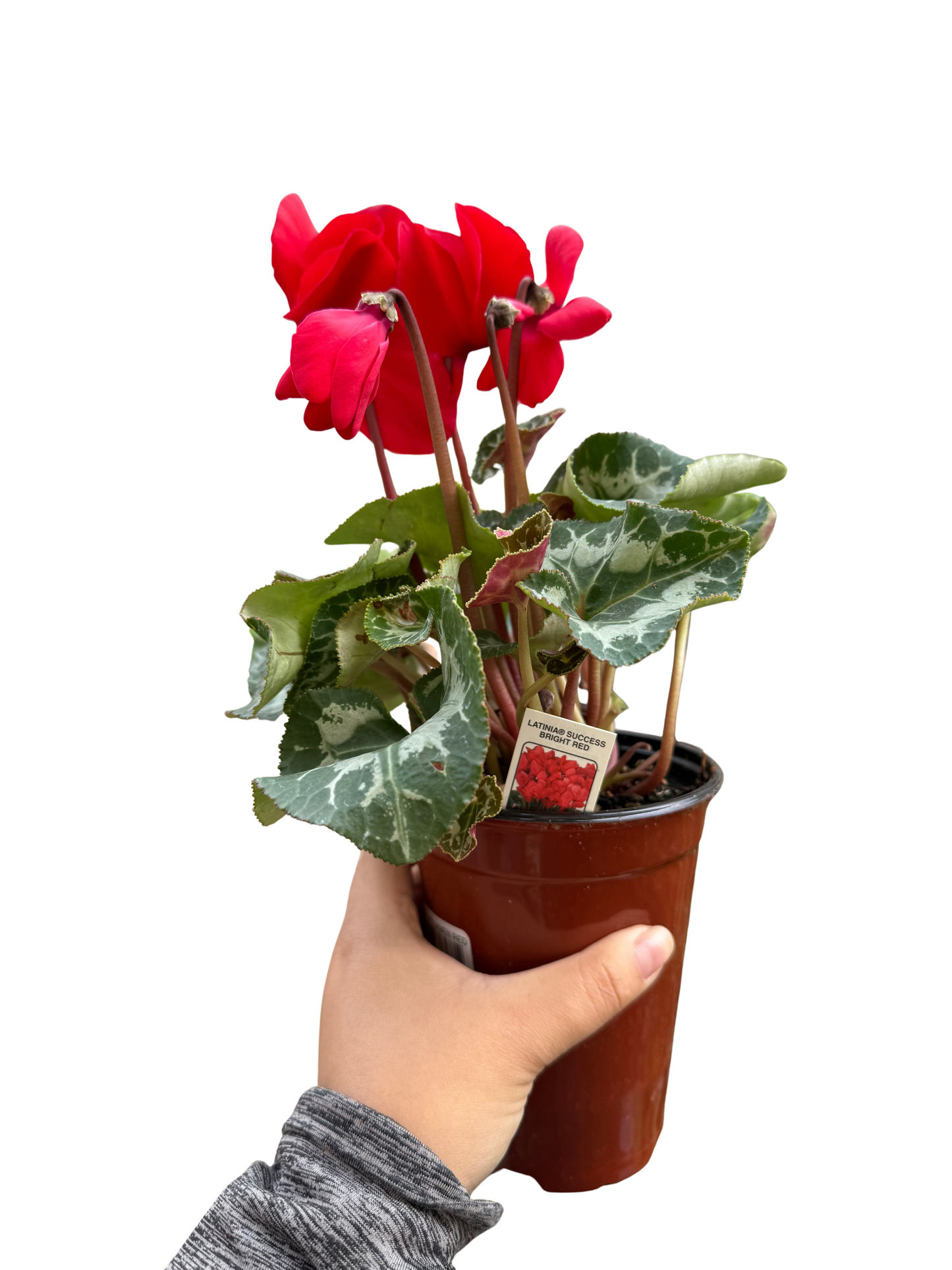 Cyclamen Red