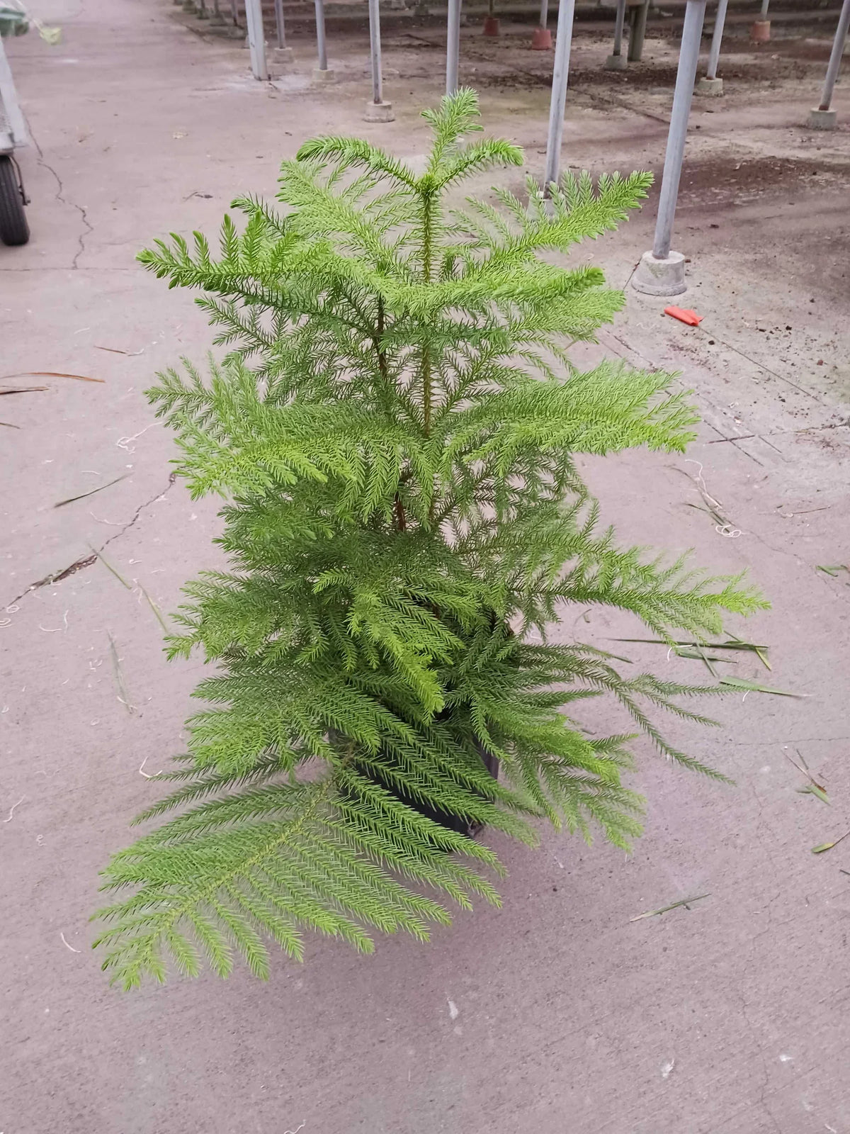 Norfolk Pine