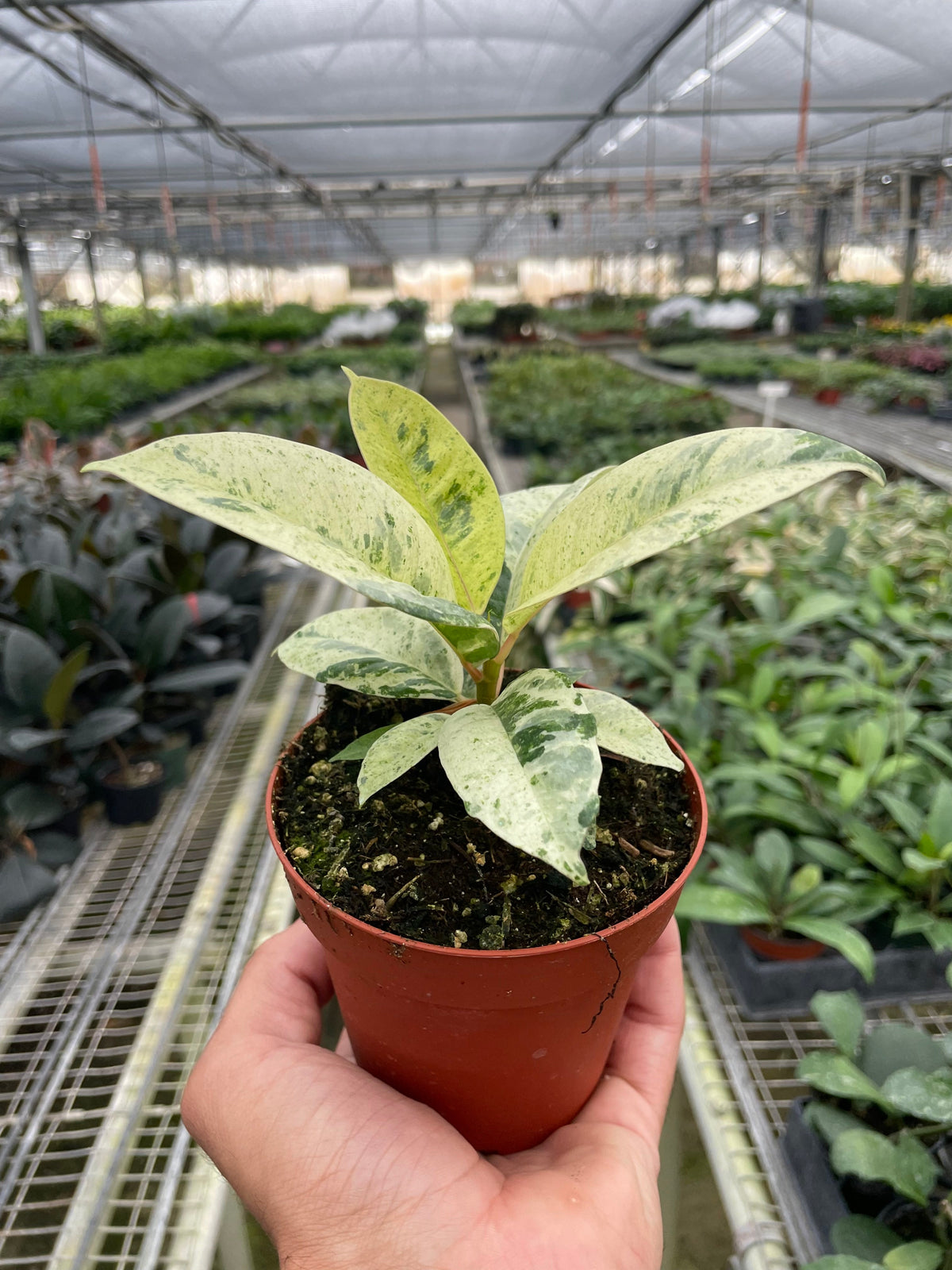 Rubber plant 'shivereana'