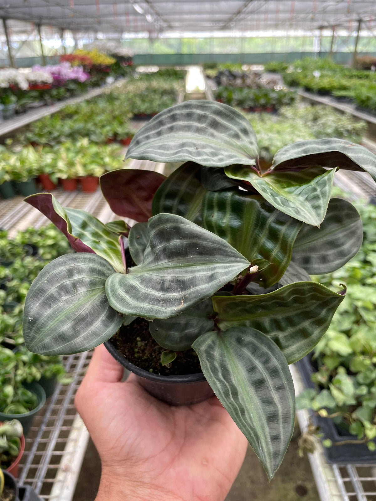 Seersucker plant