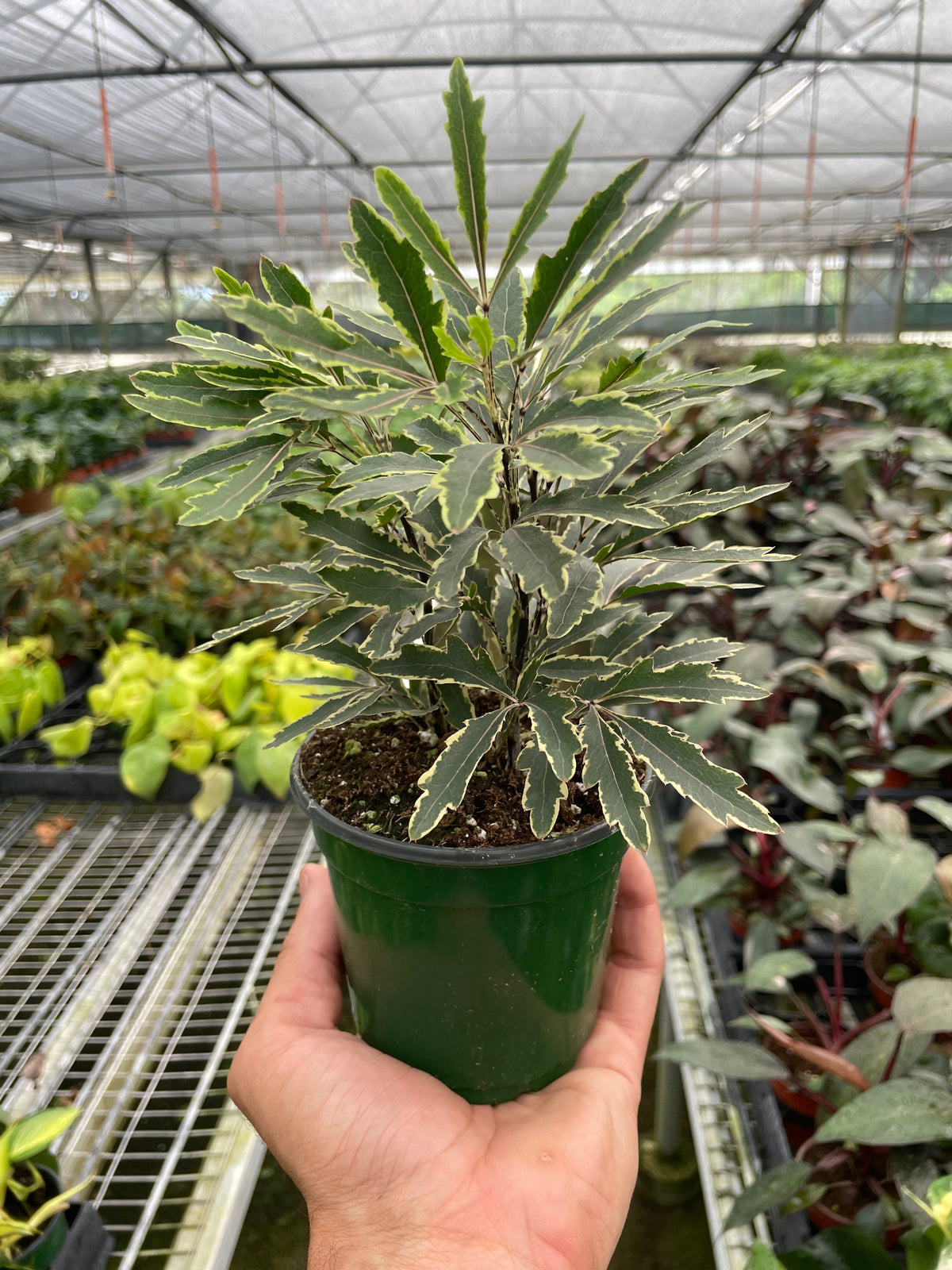 False Aralia 'Bianca'