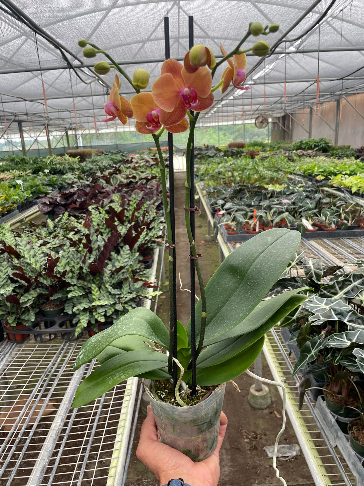Orange Orchid