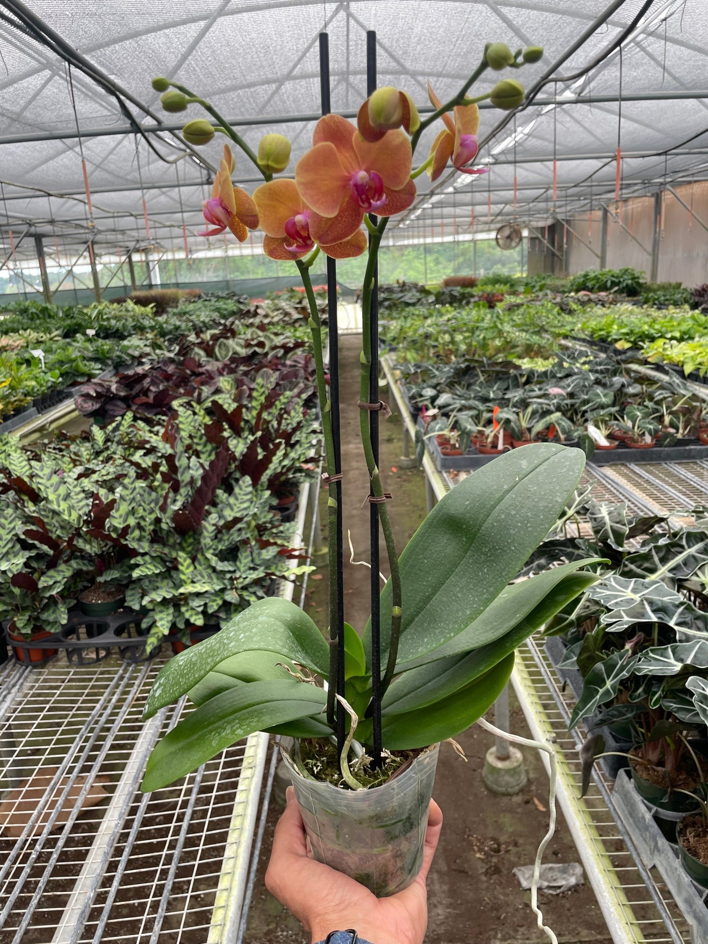 Orange Orchid