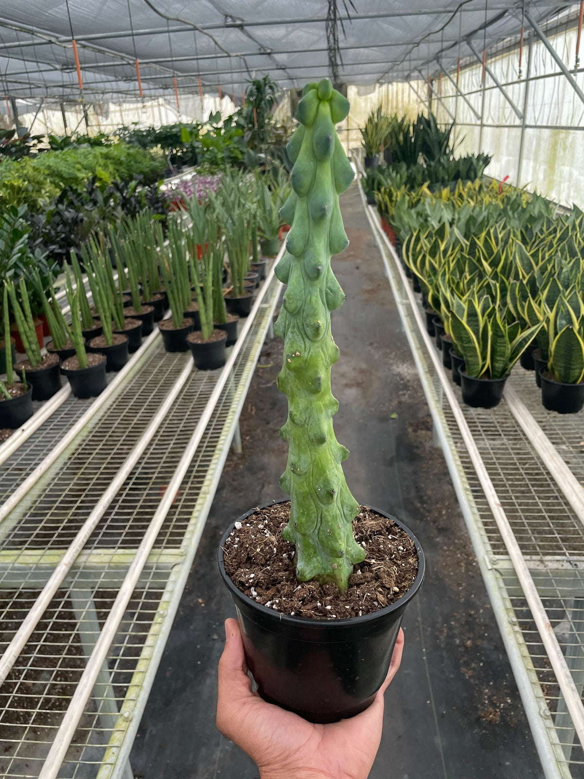 Boobie cactus 'Fukurokuryuzinboku'