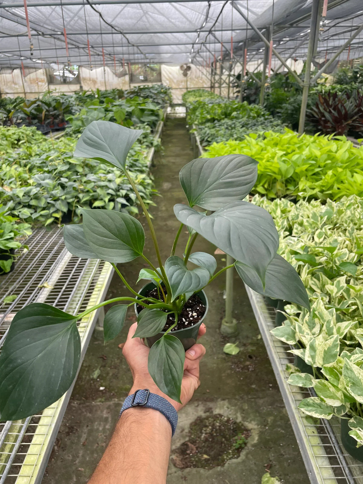 Emerald Gem Plant