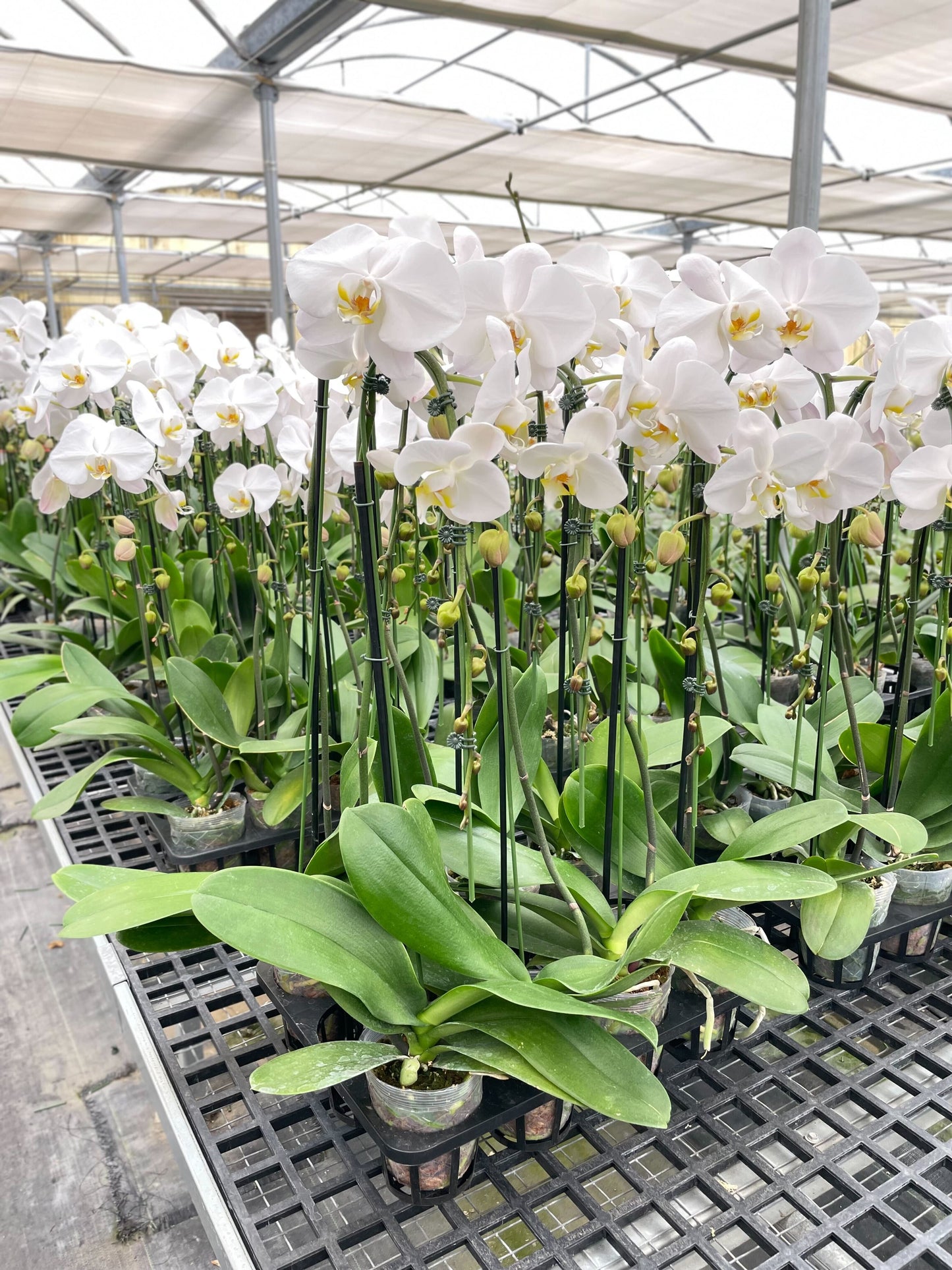 Orchid White