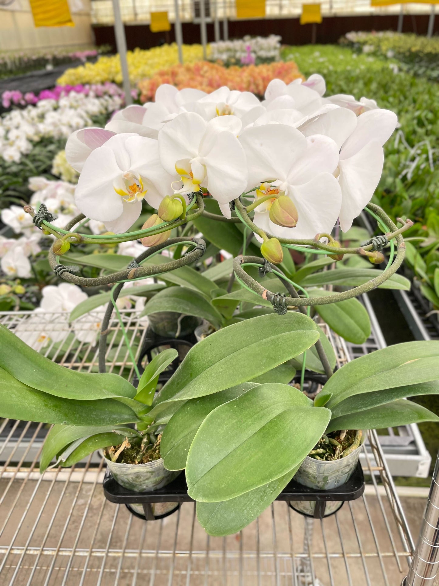 Orchid White