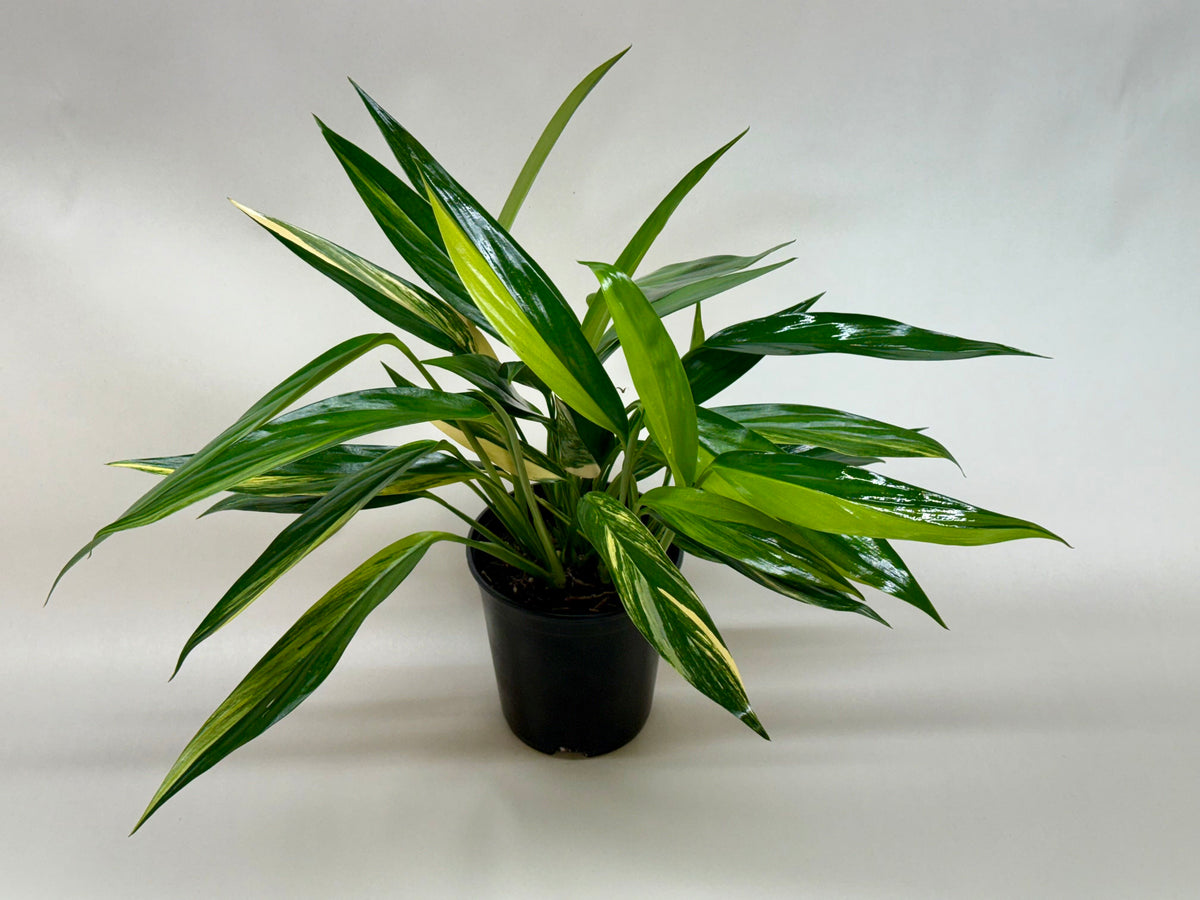 Lance leaf pothos 'Silver Stripe'