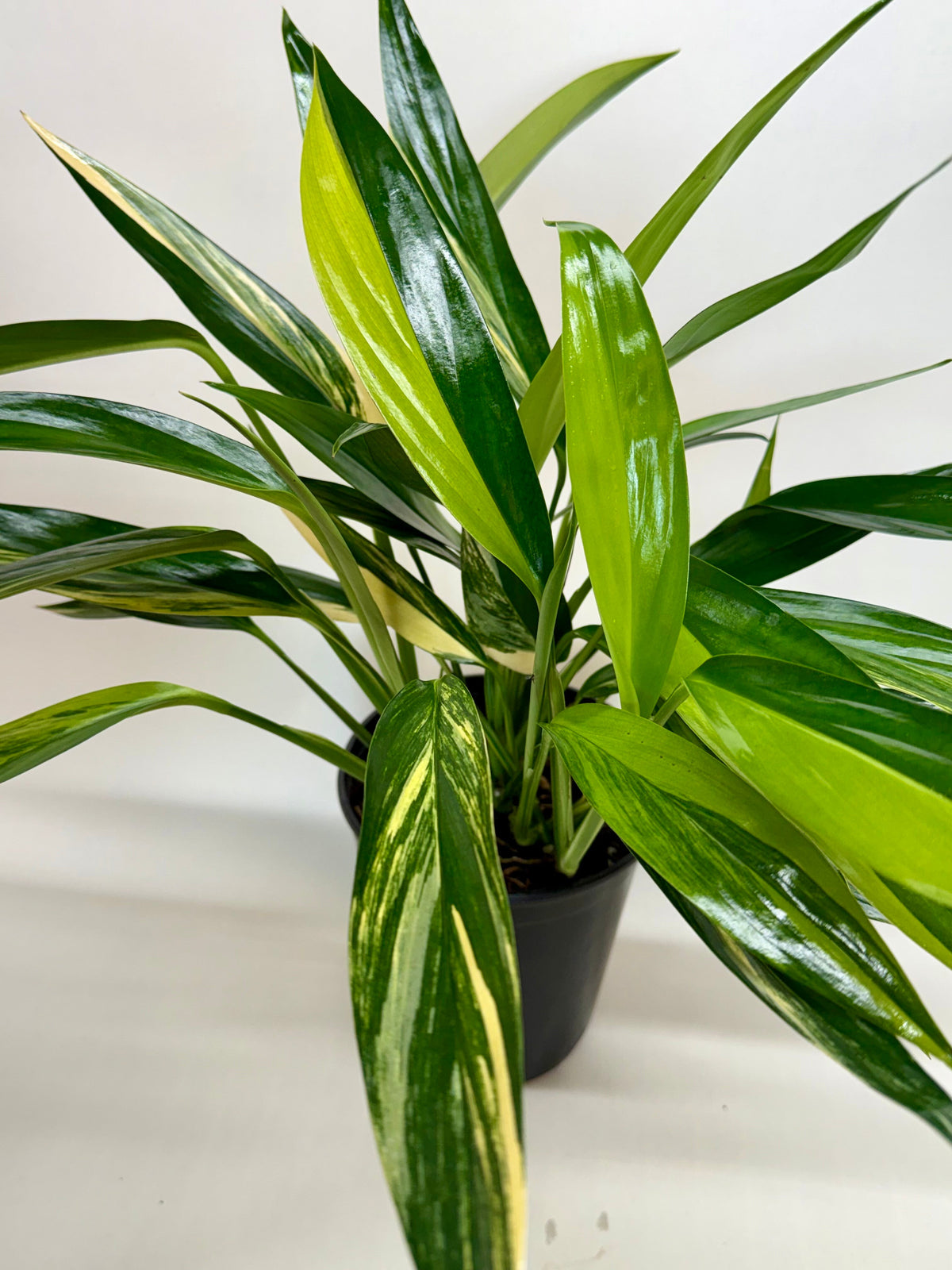 Lance leaf pothos 'Silver Stripe'