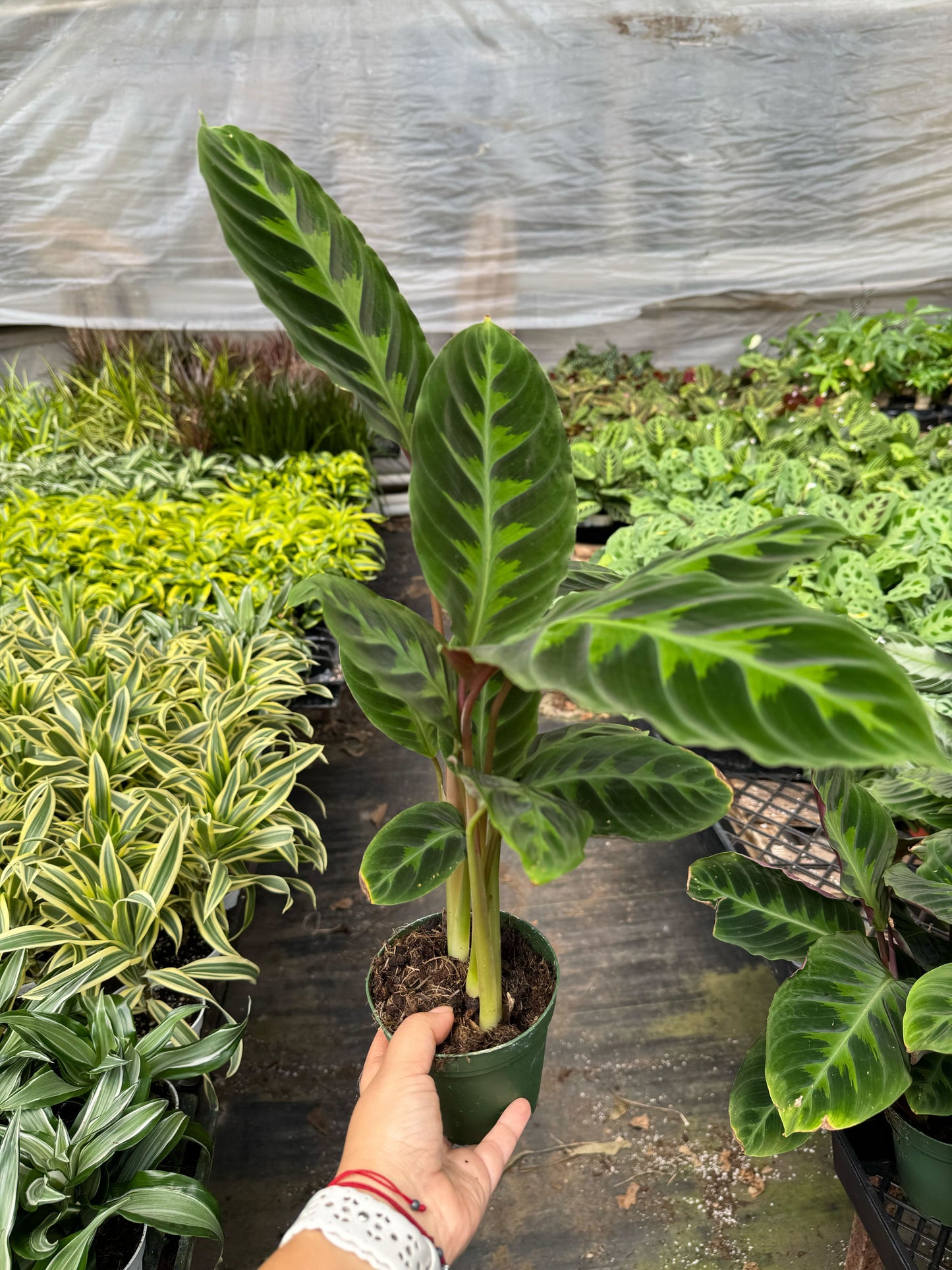 Calathea Warscewiczii